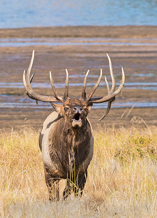 Elk_38