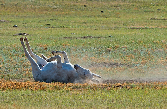 Wild_burro_3
