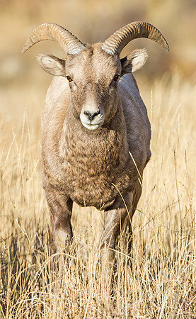 Bighorn_ram_78