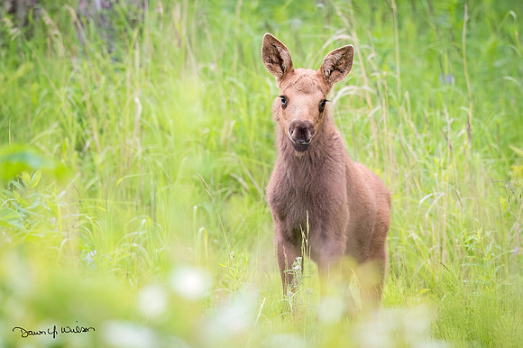 Moose_AP_2016_2