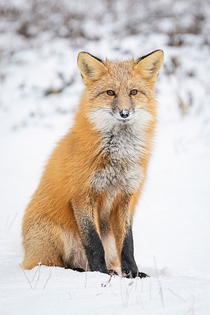 Red_fox_CH_2024_2