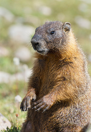Marmot_18