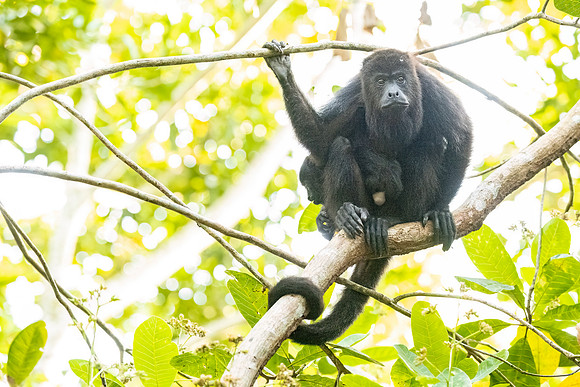 Howler_monkey_Belize_2024_1