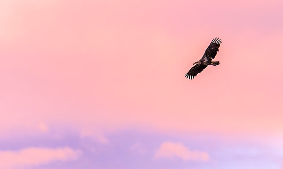 Bald_eagle_75