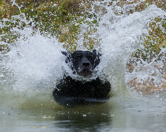 bird_dog_10
