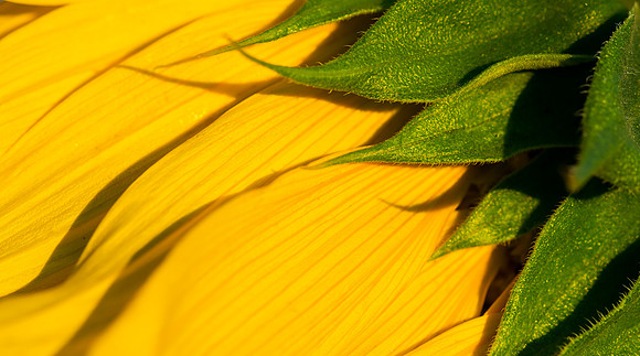 Sunflower_macro_1