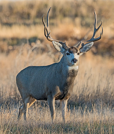mule_deer_buck_59