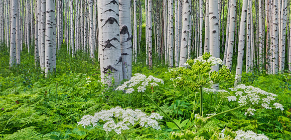 McClure_Pass_Aspens_1