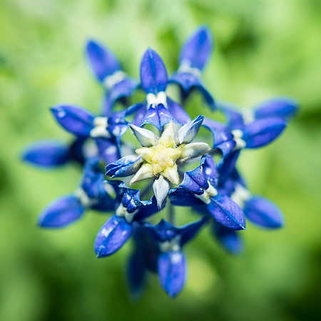 Bluebonnets_Texas_2016_10