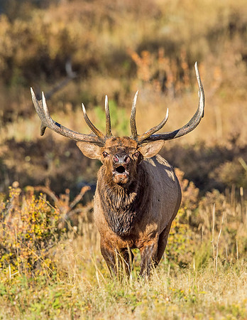 Elk_RMNP_2016_5