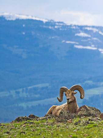 Bighorn_ram_89