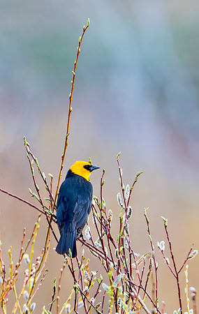 Yellow-headed_blackbird_3