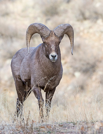 Bighorn_149