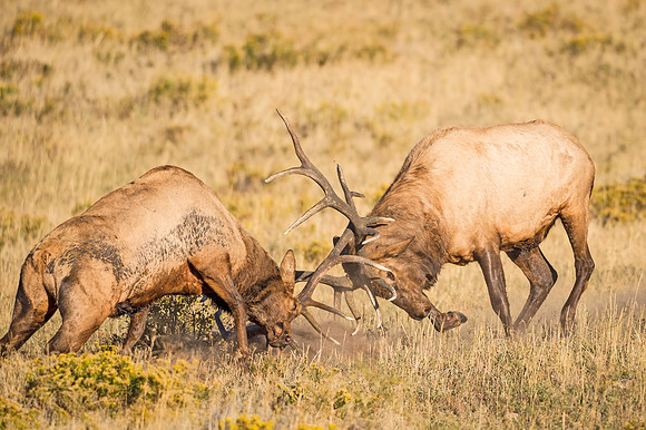 Elk_RMNP_2016_8