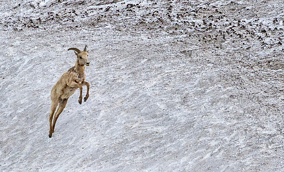 Bighorn_sheep_100