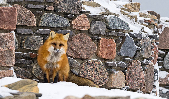Red_Fox_CH_3