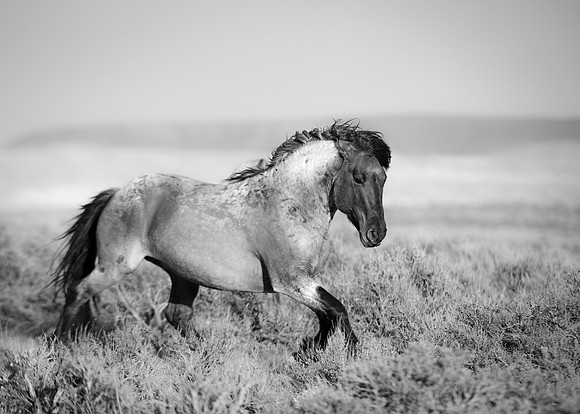 Wild_horse_25