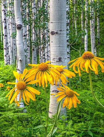 McClure_Pass_Aspens_2