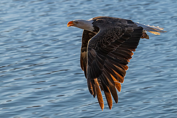 Bald_eagle_Haines_2024_3