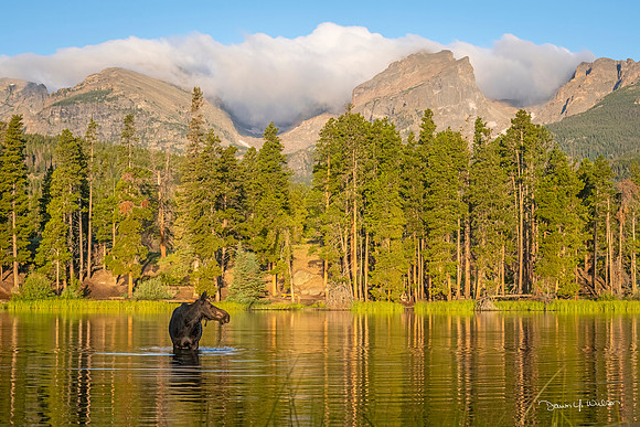 Moose_RMNP_2022_25