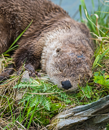 River_otter_4