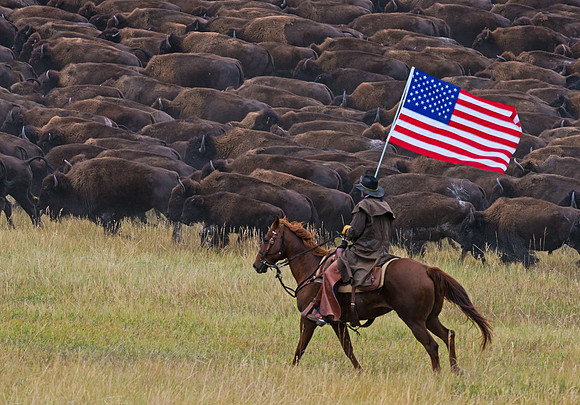 Bison_roundup_10