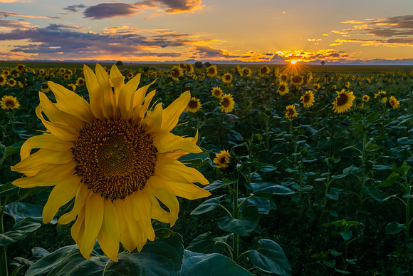 Sunflower_field_2a