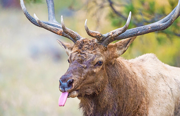 Elk_RMNP_2016_15