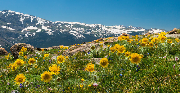 Alpine_sunflowers_1