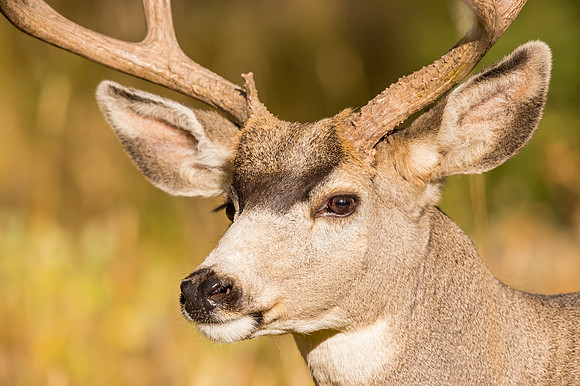 Mule_Deer_RMNP_2016_1