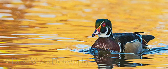 Wood_duck_24