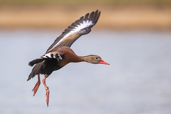 Black-bellied_whistling_duck_Metairie_2022_1