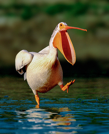 2 - Dancing Pelican
