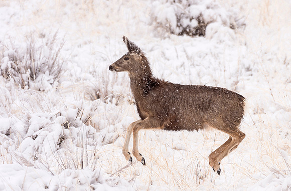 Mule_deer_fawn_pronking_1