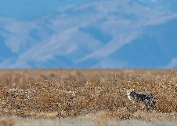 Coyote_10