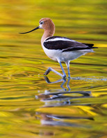 American_Avocet_24