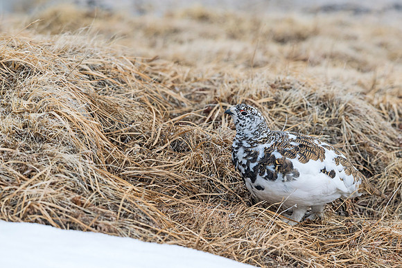 White-tailed_ptarmigan_40