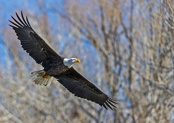 Bald_eagle_84