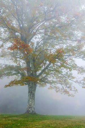 Mighty_Oak_BRP_2016_1