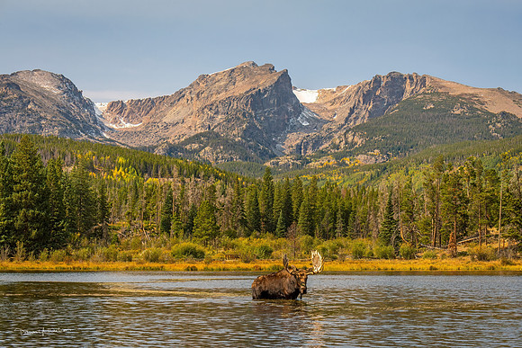 AA-Moose_RMNP_2021_14