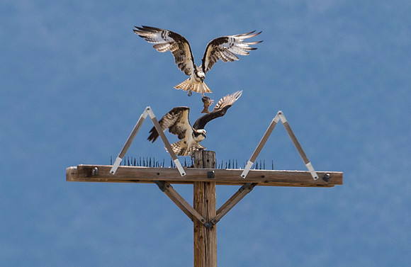 Osprey_39