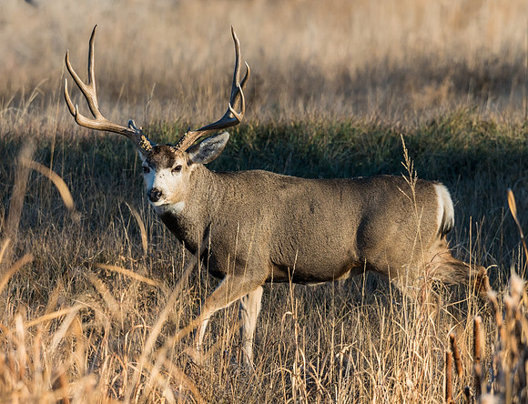 mule_deer_buck_50