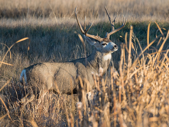 mule_deer_buck_53