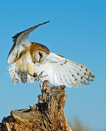 barn_owl_5