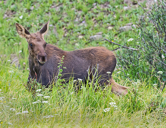 Moose_53
