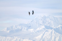Bald_eagle_Haines_2024_7