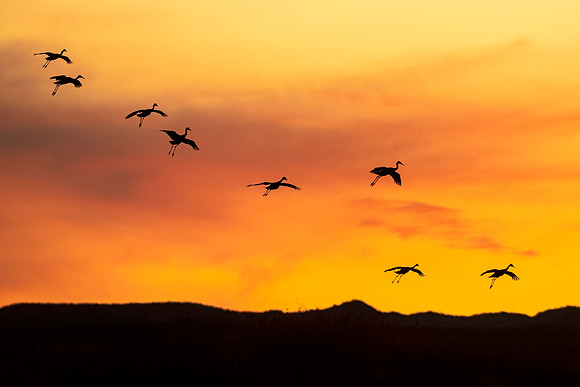 Sandhill_crane_BDANWR_2021_9