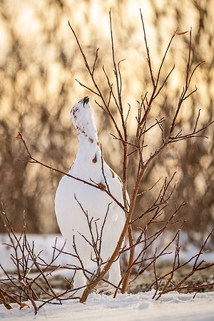 Willow_ptarmigan_CH_2024_4