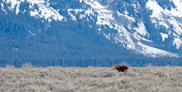 Moose_74