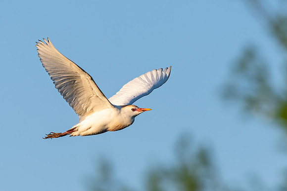 Cattle_egret_NewIberia_2022_1